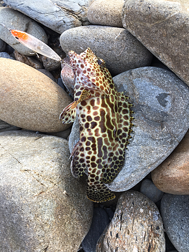 チャイロマルハタの釣果