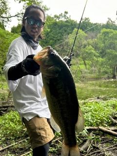 ブラックバスの釣果