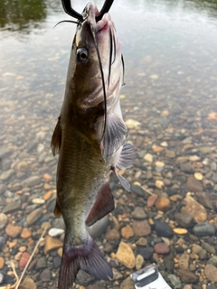 アメリカナマズの釣果