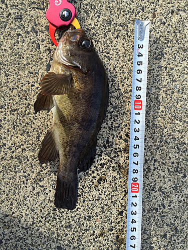 クロメバルの釣果