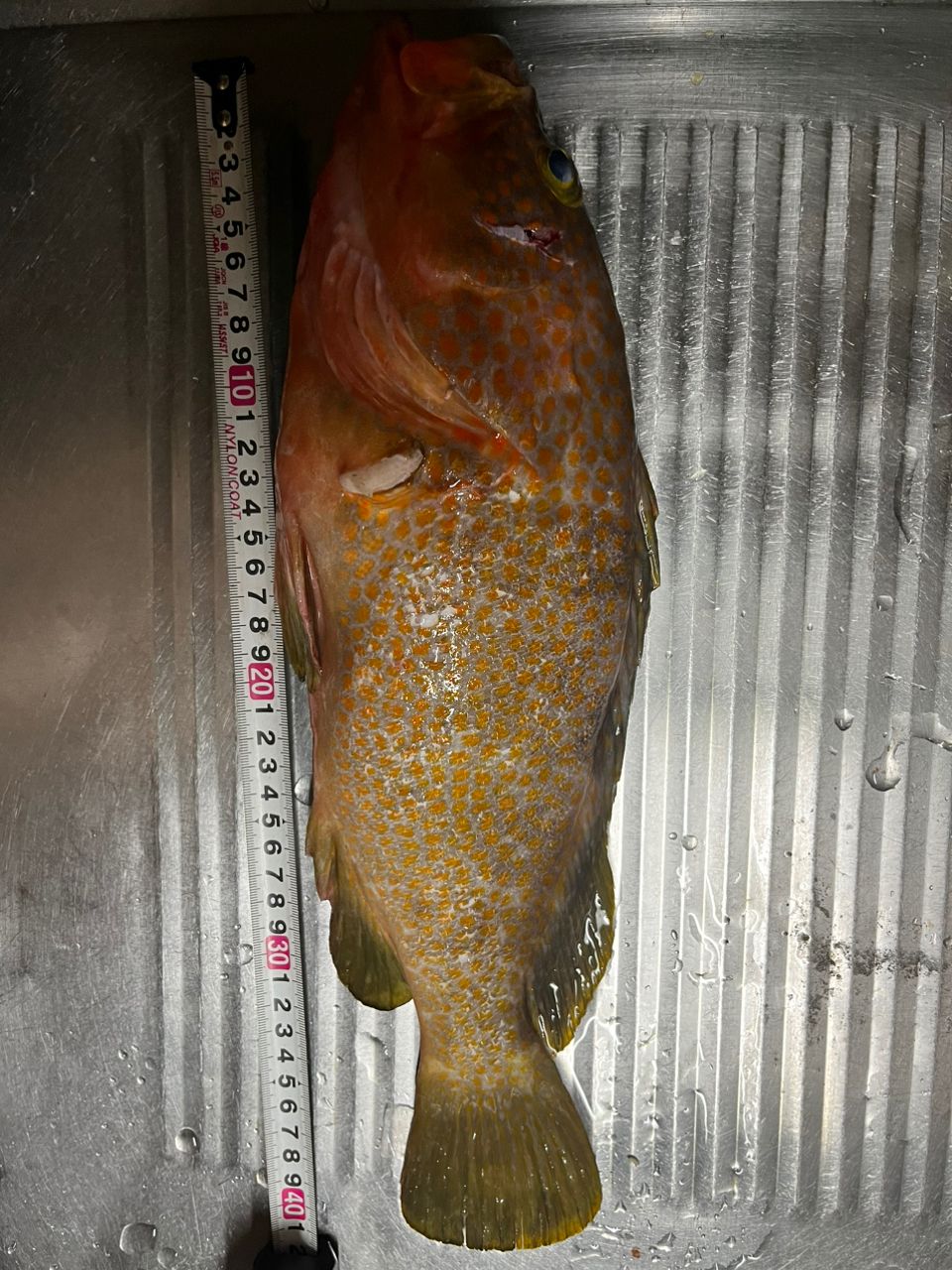 SZUPID FISHIIG CLUBさんの釣果 2枚目の画像