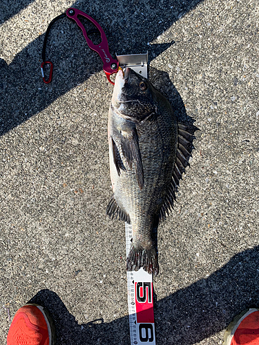 クロダイの釣果