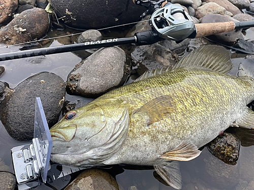 スモールマウスバスの釣果