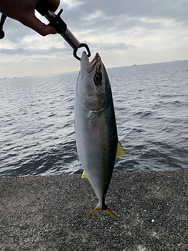 フクラギの釣果