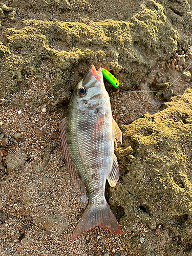 釣果