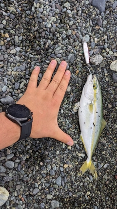 ワカシの釣果