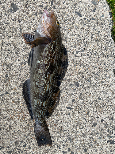 アイナメの釣果