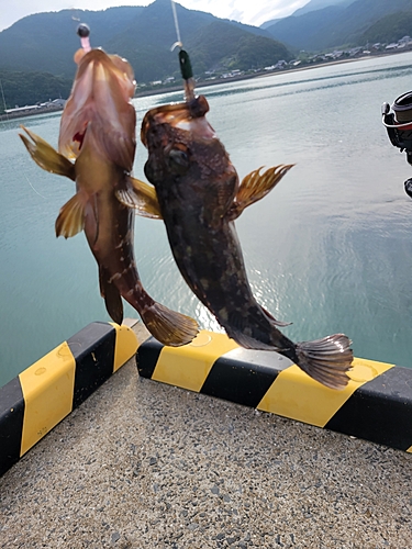 カサゴの釣果