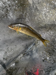 アユの釣果