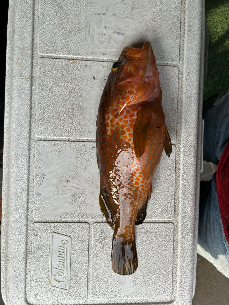 ヒラカワヨシヒロさんの釣果 1枚目の画像