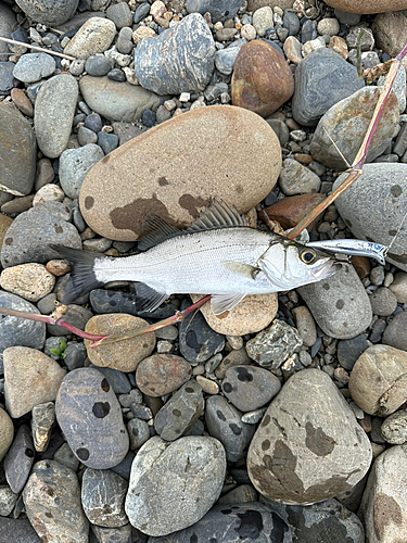 セイゴ（ヒラスズキ）の釣果