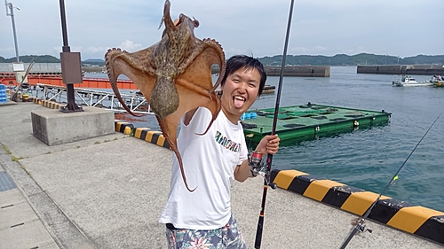 マダコの釣果