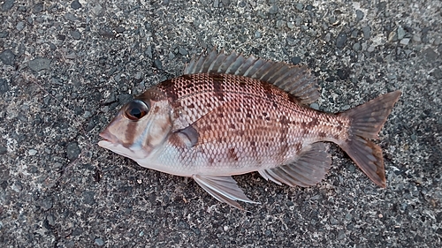 メイチダイの釣果