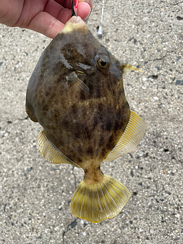 カワハギの釣果