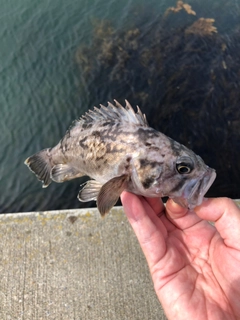 クロソイの釣果