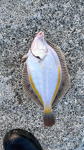 カレイの釣果