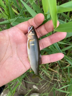 アユの釣果