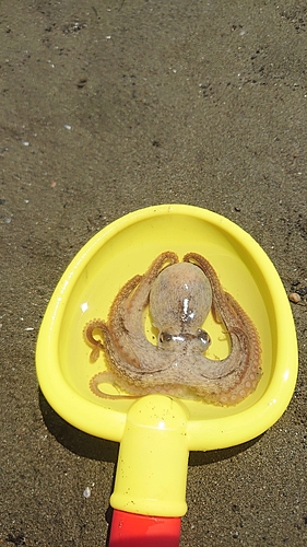 マダコの釣果