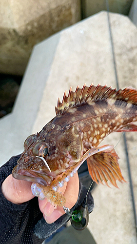 カサゴの釣果