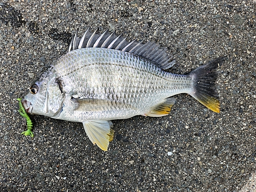 キビレの釣果