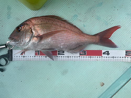 タイの釣果