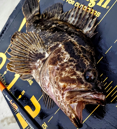 ベッコウゾイの釣果