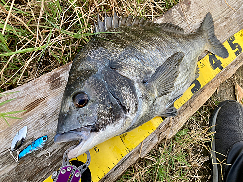 チヌの釣果