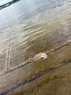 コウイカの釣果