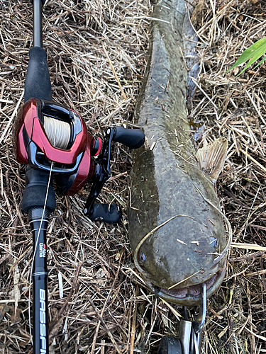 ナマズの釣果