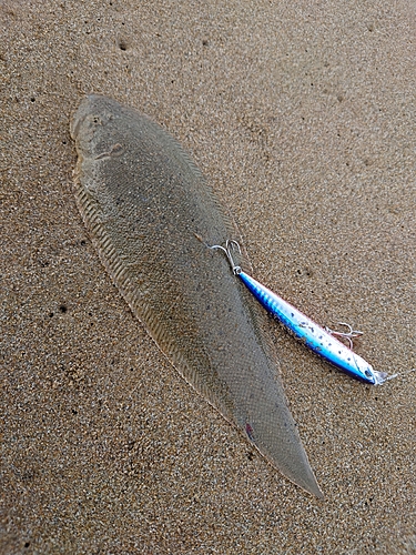 シタビラメの釣果