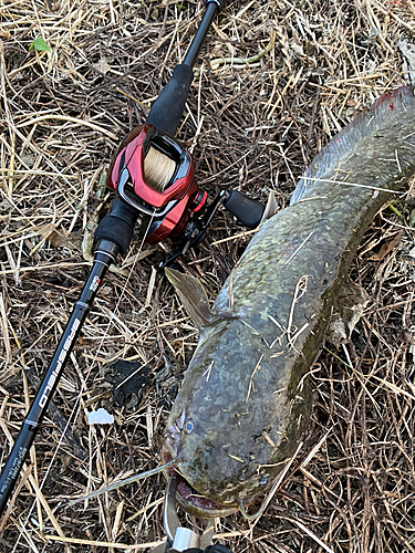 ナマズの釣果