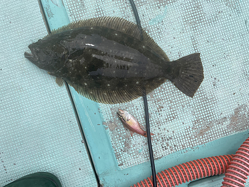 ヒラメの釣果