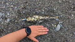 シロサバフグの釣果