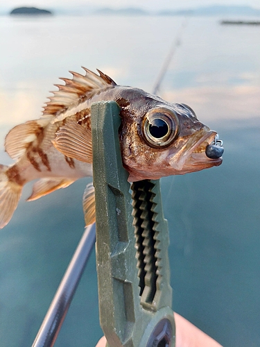 メバルの釣果