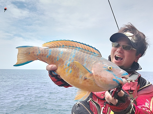 ヒブダイの釣果