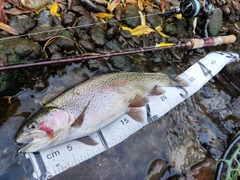 ニジマスの釣果