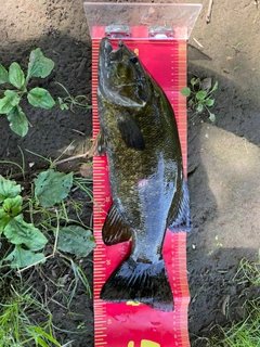 スモールマウスバスの釣果