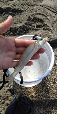 シロギスの釣果