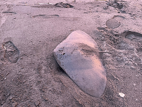 ツバクロエイの釣果