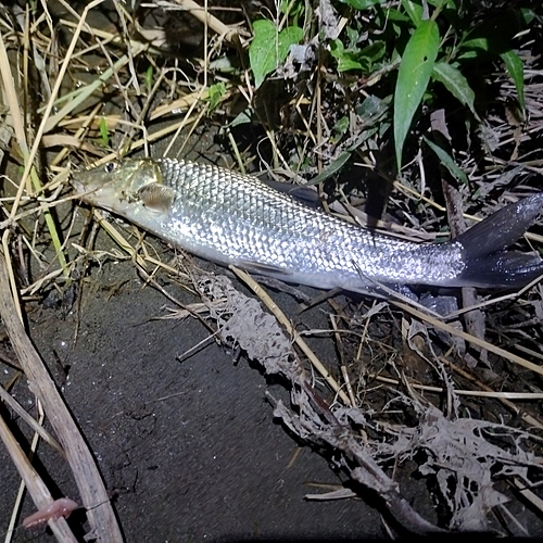 ニゴイの釣果