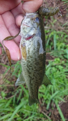 ラージマウスバスの釣果