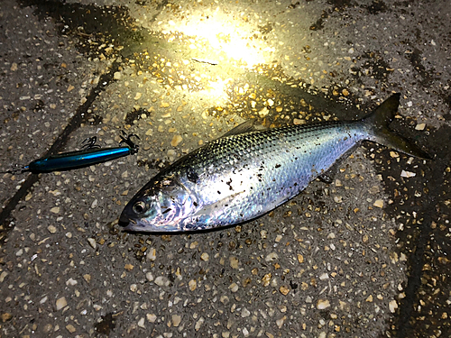 コノシロの釣果