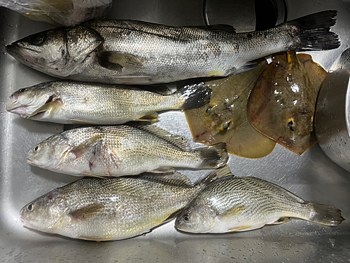 イシモチの釣果