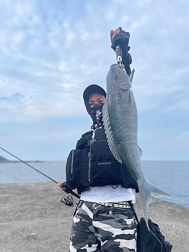 アオチビキの釣果