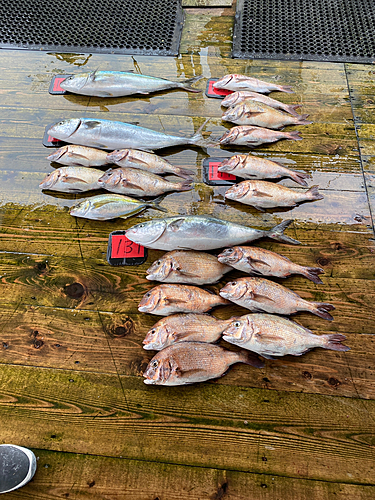 マダイの釣果