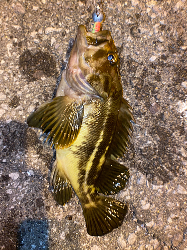 シマゾイの釣果