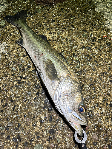 スズキの釣果