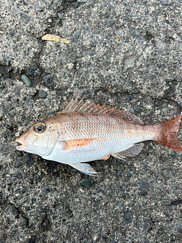 イトヨリダイの釣果