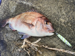 マダイの釣果