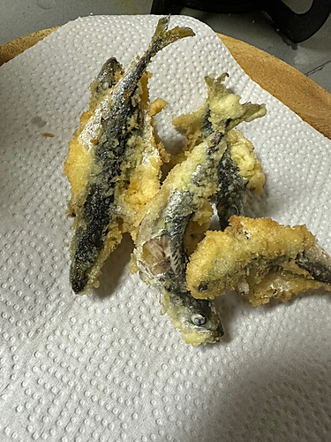 サバの釣果